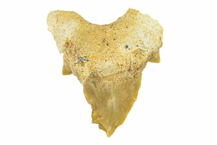 Pathological Otodus Shark Tooth - Morocco #289610
